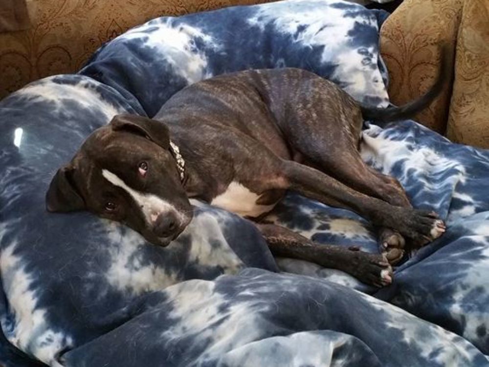 Dog walker/pet sitter/dog/cat/woofgangwalkers/Dog walking/pet sitting/dog training