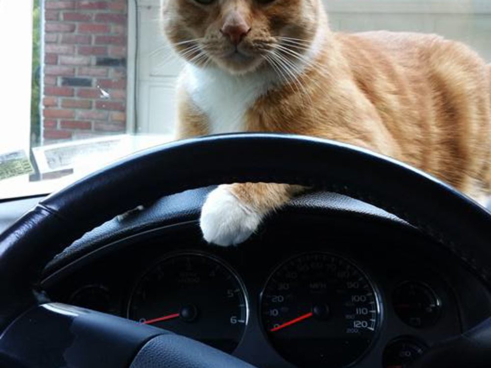 Dog walker/pet sitter/dog/cat/woofgangwalkers/Dog walking/pet sitting/dog training